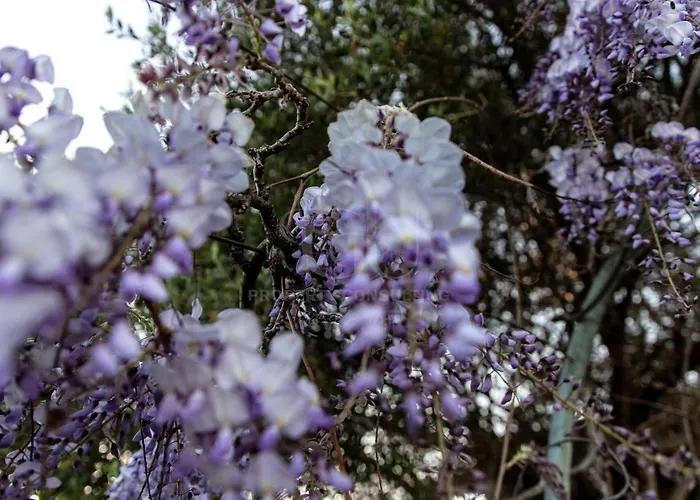 Il Glicine Cala Lupo