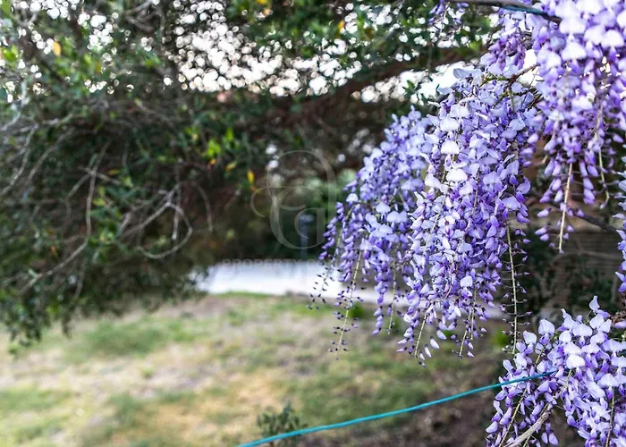 Il Glicine Cala Lupo Appartamento *