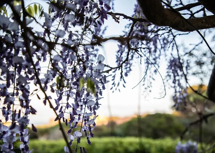 Il Glicine Cala Lupo * Stintino